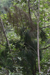 Otatea acuminata