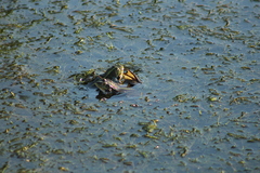 Pelophylax ridibundus