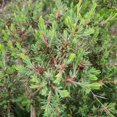 Darwinia leptantha