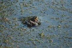 Pelophylax ridibundus