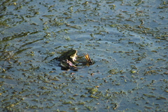 Pelophylax ridibundus