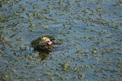 Pelophylax ridibundus