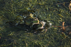 Pelophylax ridibundus