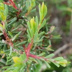 Darwinia leptantha