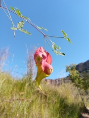 Crotalaria grevei