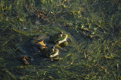 Pelophylax ridibundus