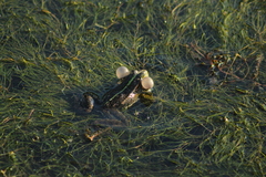 Pelophylax ridibundus