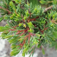 Darwinia leptantha
