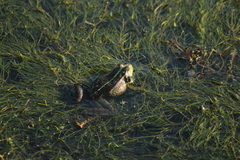 Pelophylax ridibundus