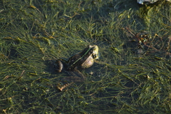 Pelophylax ridibundus