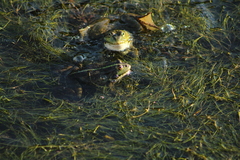 Pelophylax ridibundus