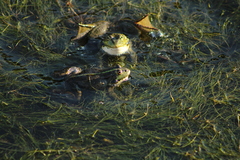 Pelophylax ridibundus