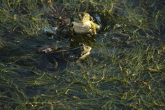 Pelophylax ridibundus