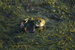 Pelophylax ridibundus