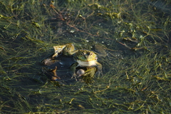 Pelophylax ridibundus