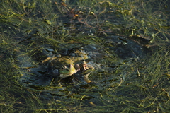 Pelophylax ridibundus