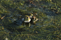 Pelophylax ridibundus
