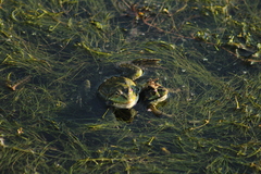 Pelophylax ridibundus