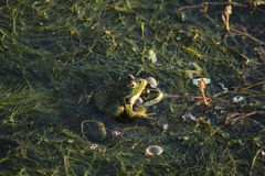 Pelophylax ridibundus