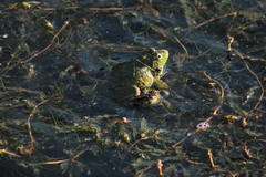Pelophylax ridibundus