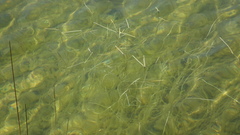 Amphibromus fluitans