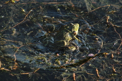 Pelophylax ridibundus