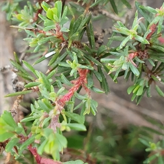 Darwinia leptantha