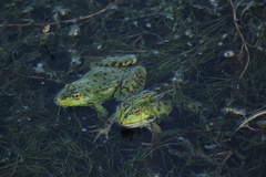 Pelophylax ridibundus