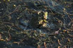 Pelophylax ridibundus
