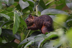 Sciurus variegatoides