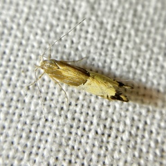 Labdia deliciosella