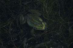 Pelophylax ridibundus