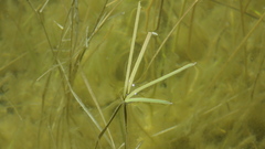 Amphibromus fluitans