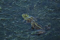 Pelophylax ridibundus