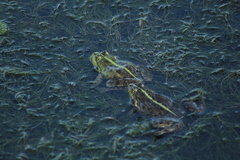 Pelophylax ridibundus