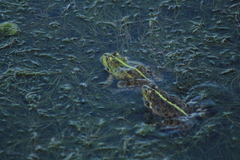Pelophylax ridibundus