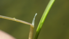 Amphibromus fluitans