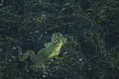 Pelophylax ridibundus