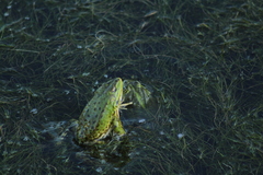 Pelophylax ridibundus