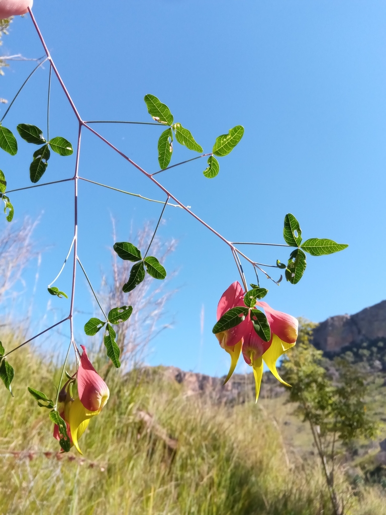 Crotalaria grevei