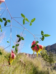 Crotalaria grevei