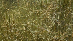 Amphibromus fluitans