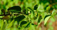Acalypha glabrata