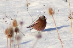 Leucosticte tephrocotis littoralis