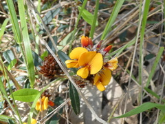Pultenaea paleacea