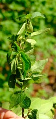Acalypha glabrata