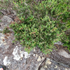 Darwinia leptantha