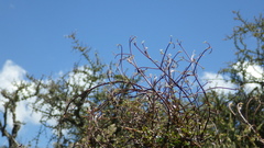 Clematis quadribracteolata