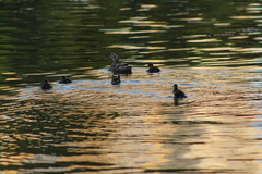 Anas platyrhynchos