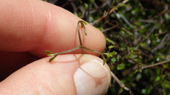 Clematis quadribracteolata